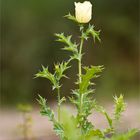 Stachelmohn (Argemone mexicana)