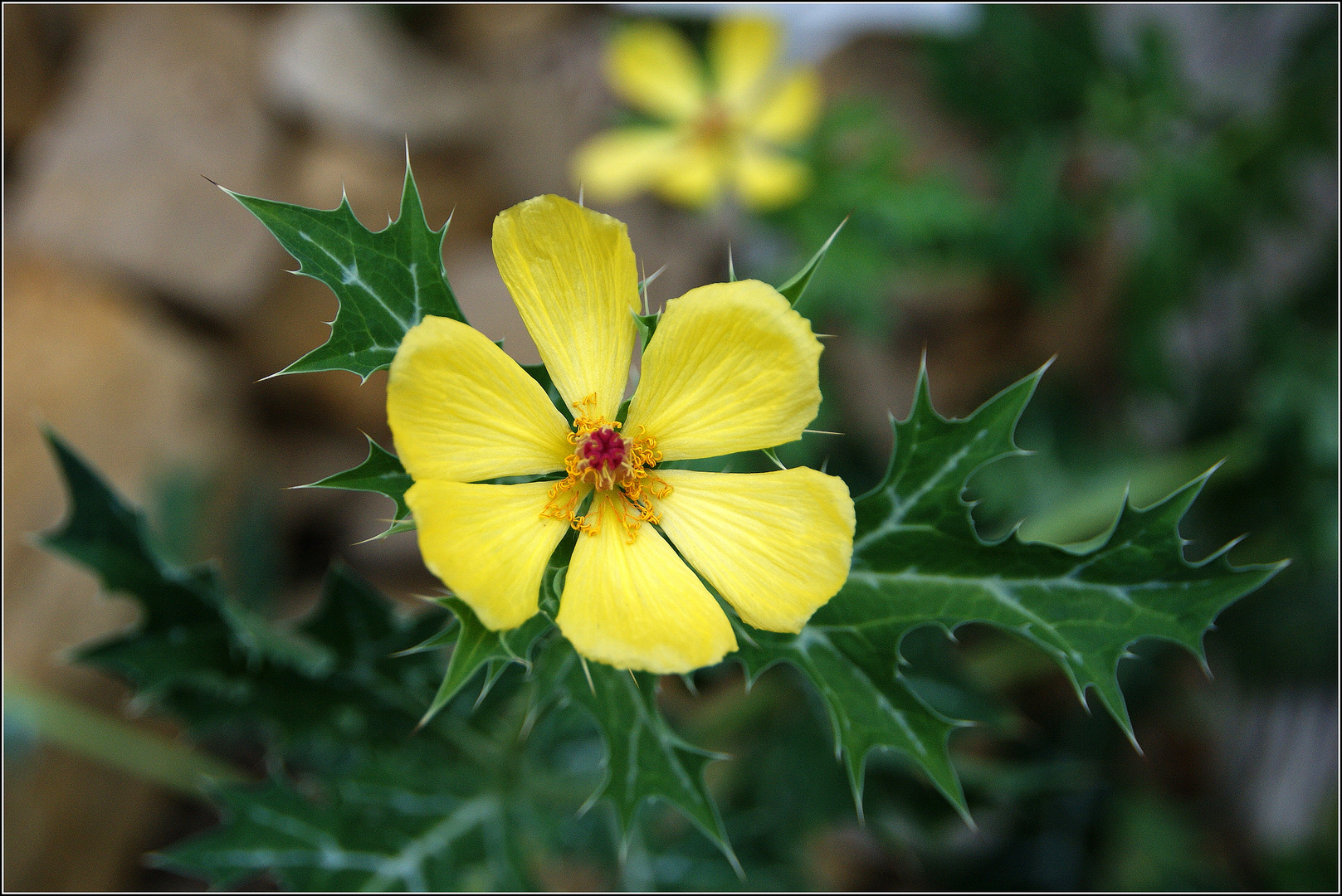 Stachelmohn....piekt nicht beim Angucken...:)