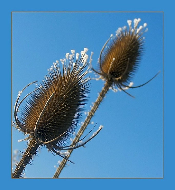 Stachelmütze in weiß