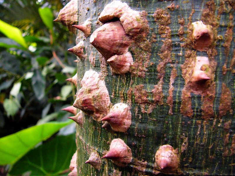 Stacheln am Baumstamm Foto & Bild pflanzen, pilze & flechten, bäume, natur Bilder auf