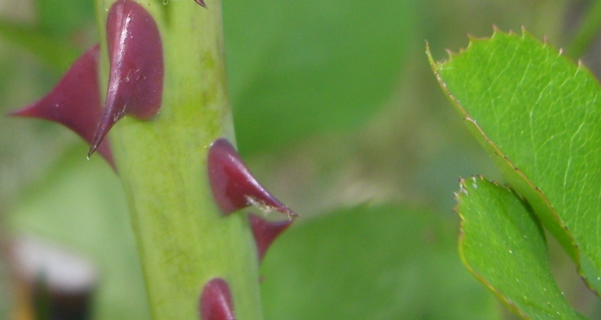 Stacheln am Rosenstock