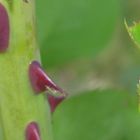 Stacheln am Rosenstock