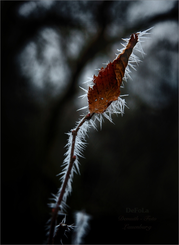 Stacheln aus Eis (2)