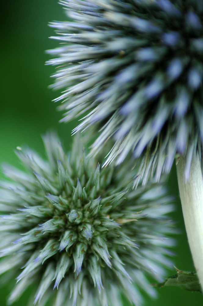 Stacheln der Natur