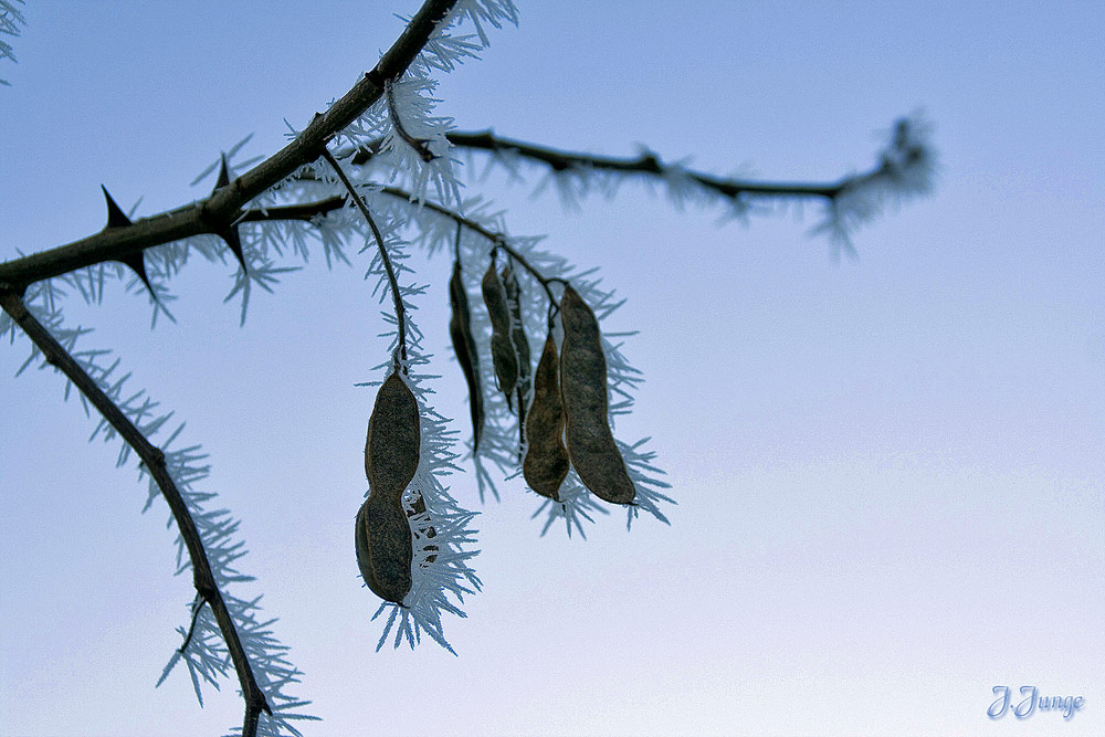 Stacheln des Winters!