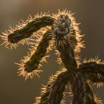 Stacheln im Abendrot