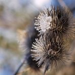 Stacheln im Eispanzer