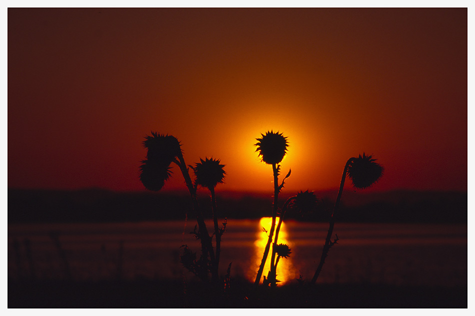 Stacheln im Licht