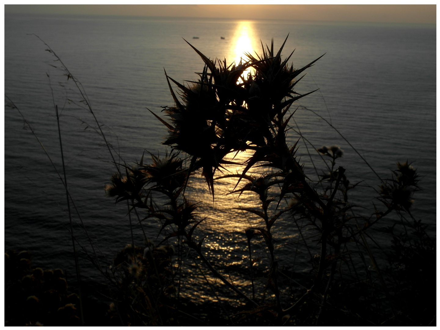 Stacheln im Licht