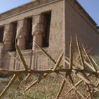 Stacheln in Dendera