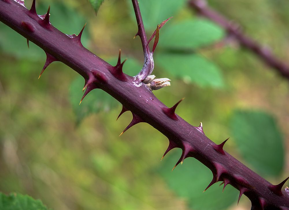 stacheln oder dornen? Foto & Bild natur, pflanzen, olympus Bilder auf