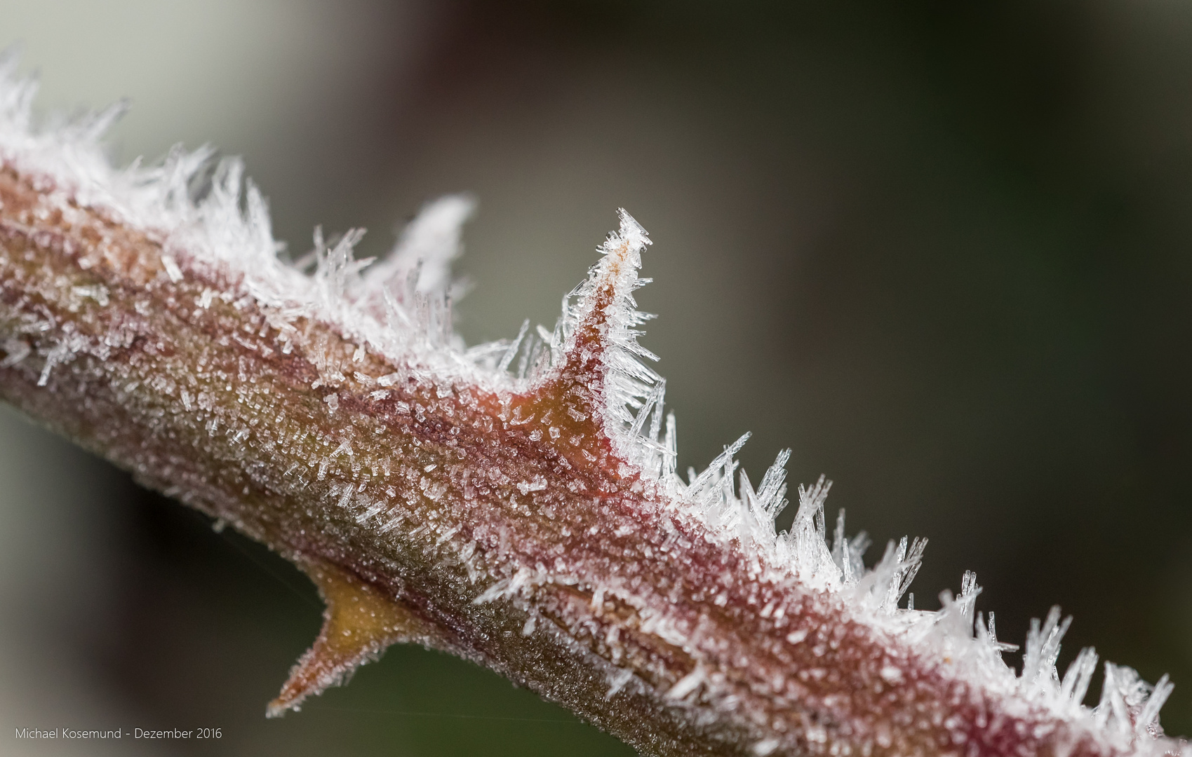 Stacheln und Kristalle