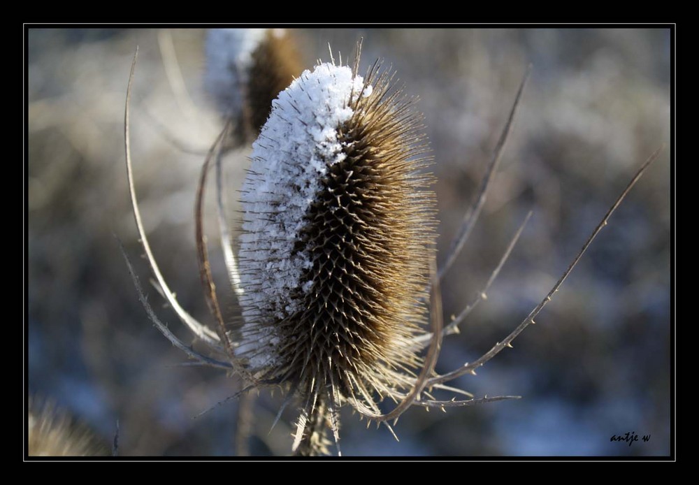 Stacheln unterm Schnee