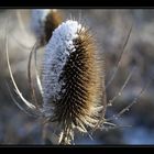 Stacheln unterm Schnee