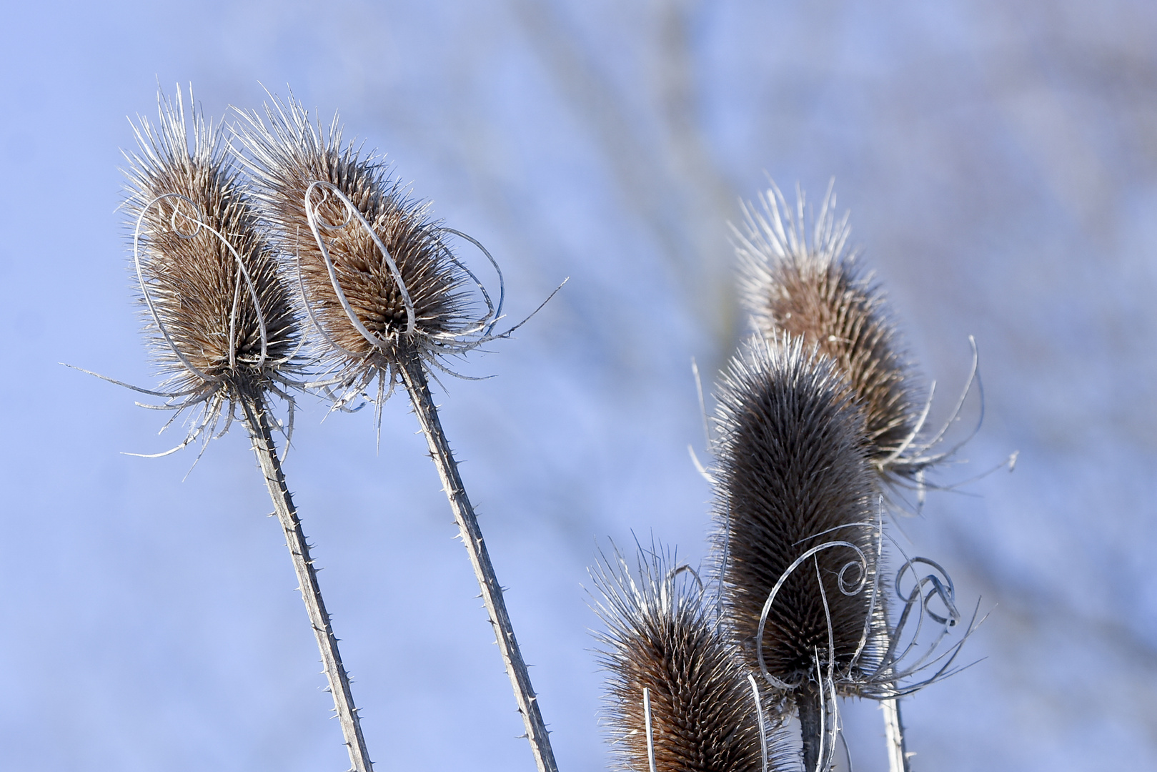 Stachelpflanze