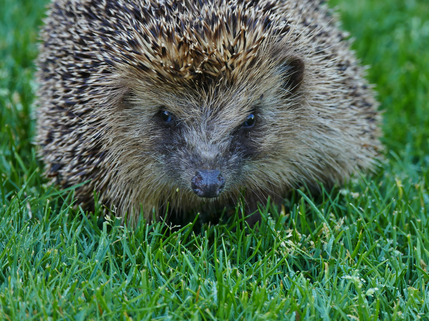 Stachelportrait