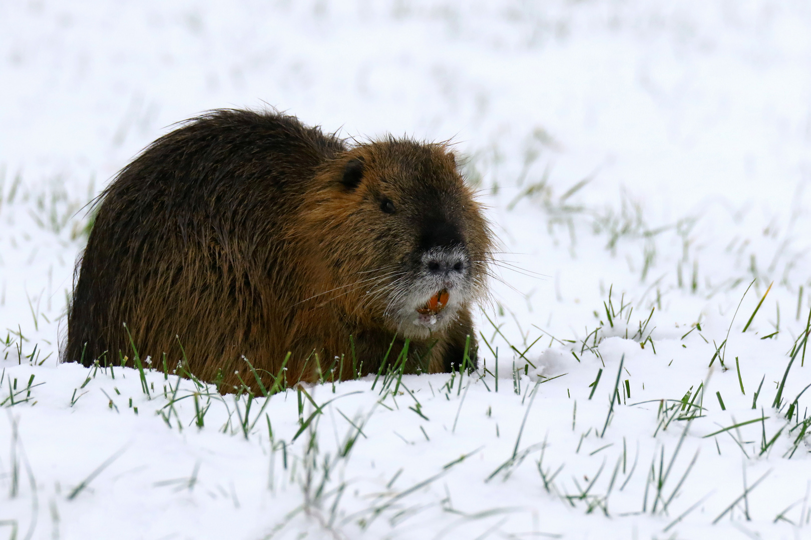 Stachelratte ( Nutria )  im Schnee