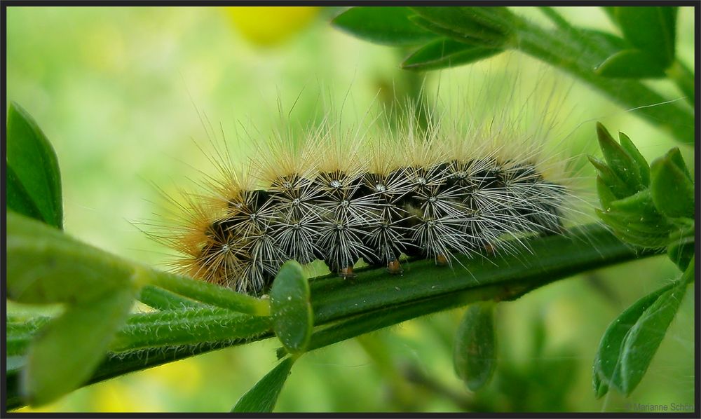 Stachelraupe...