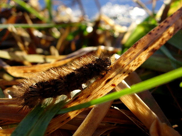 Stachelraupe