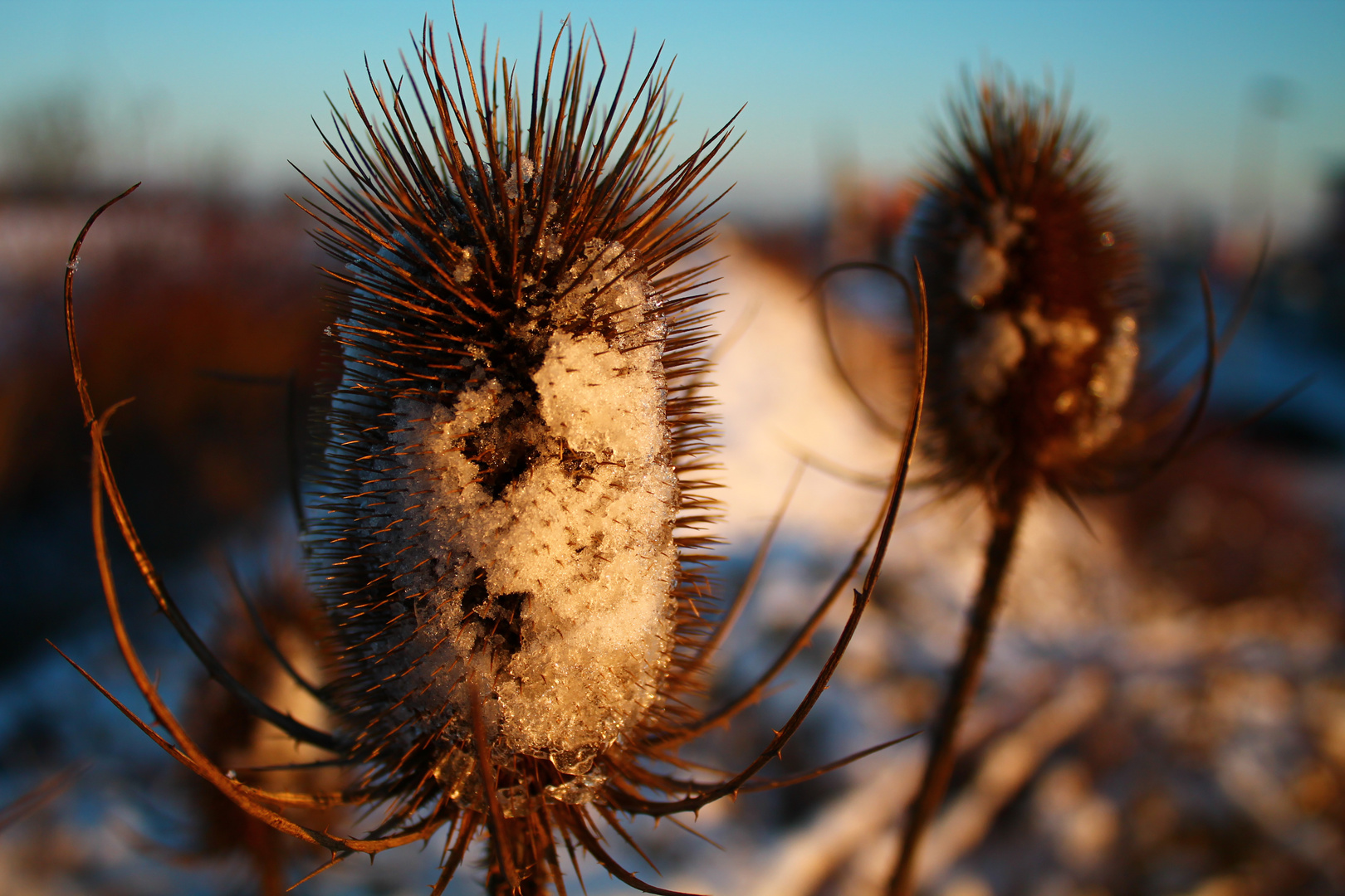 Stachelritter im Schneegewand