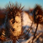 Stachelritter im Schneegewand