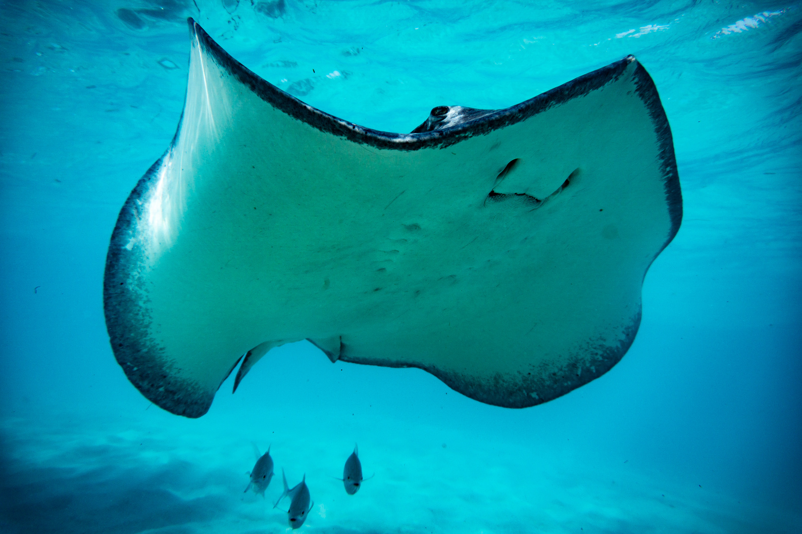 Stachelrochen in Stingray City