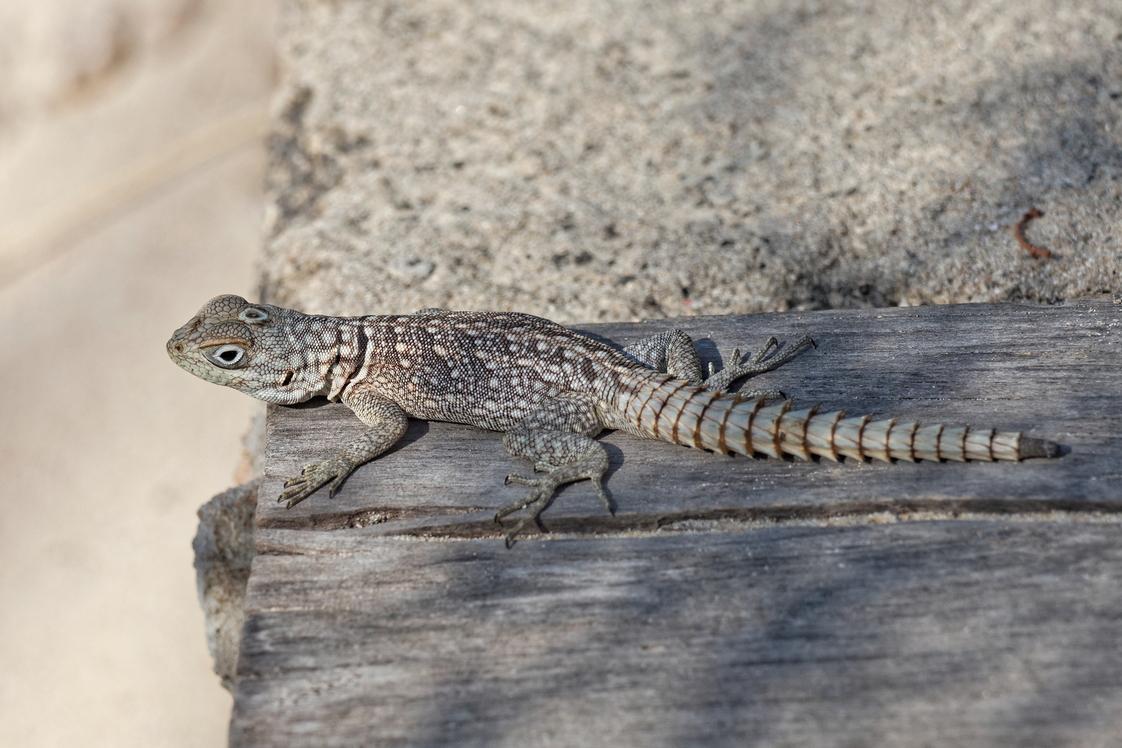 Stachelschwanzleguan_1