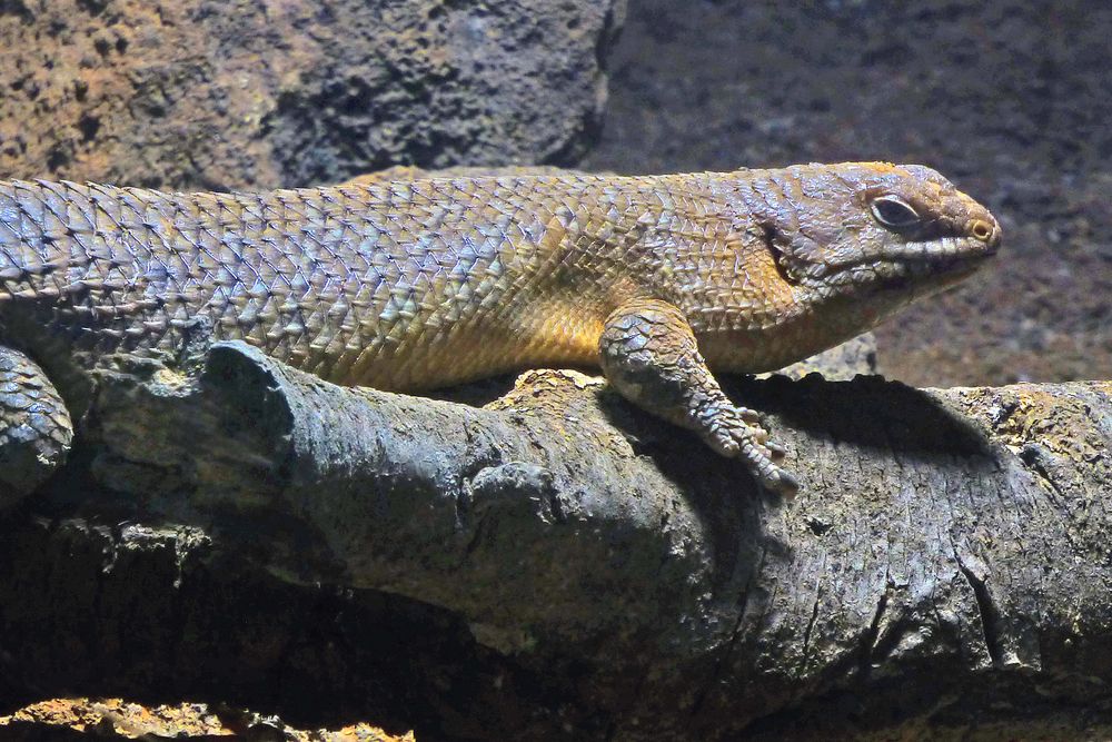 Stachelschwanzskink (2) -Neuwieder Zoo-