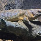 Stachelschwanzskink (2) -Neuwieder Zoo-