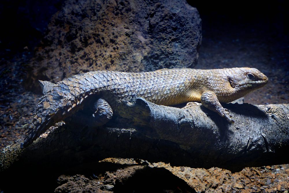 Stachelschwanzskink im Neuwieder Zoo (1)