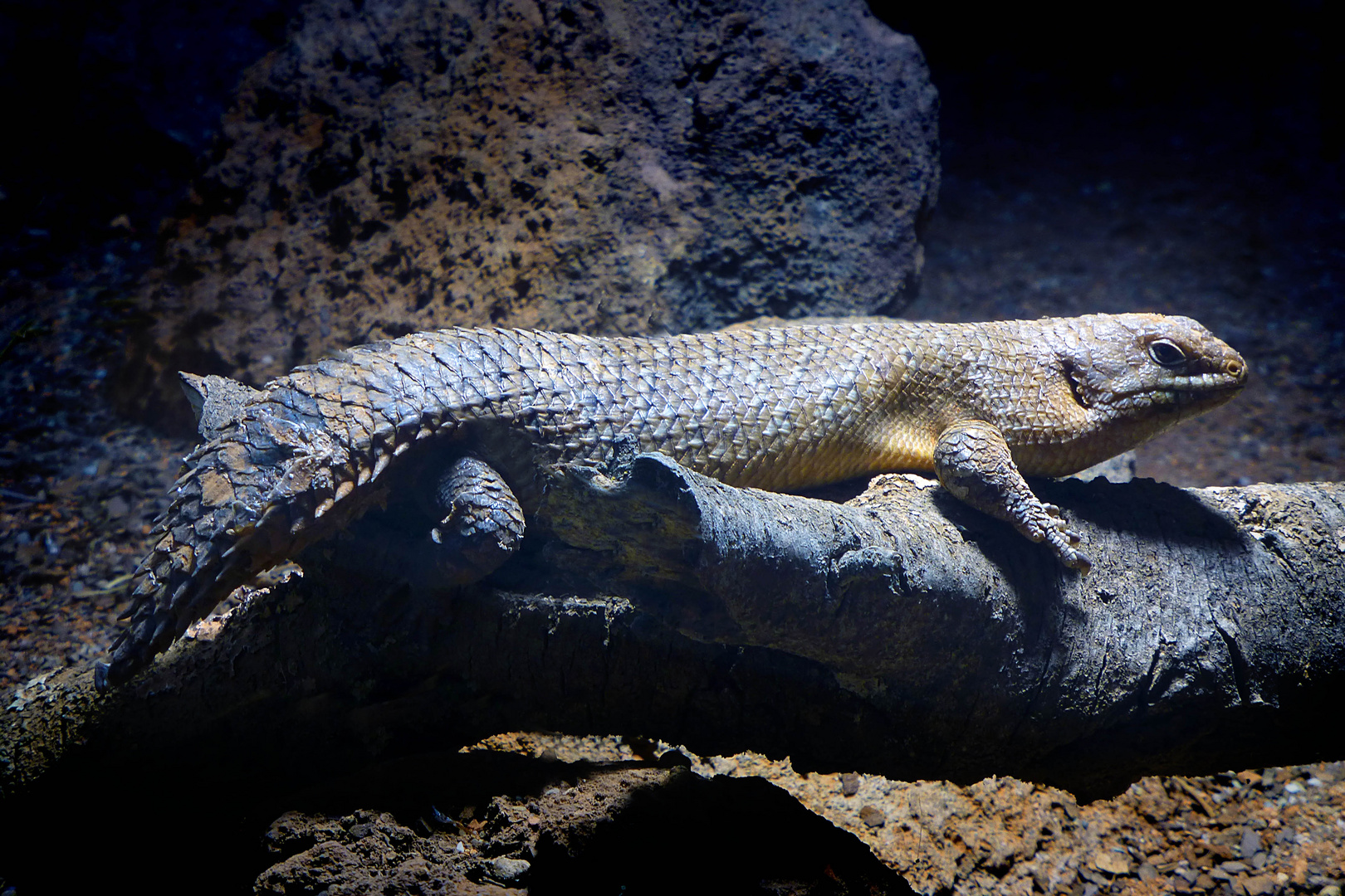 Stachelschwanzskink (Neuwieder Zoo)