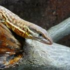 Stachelschwanzwaran - Varanus acanthurus brachyurus