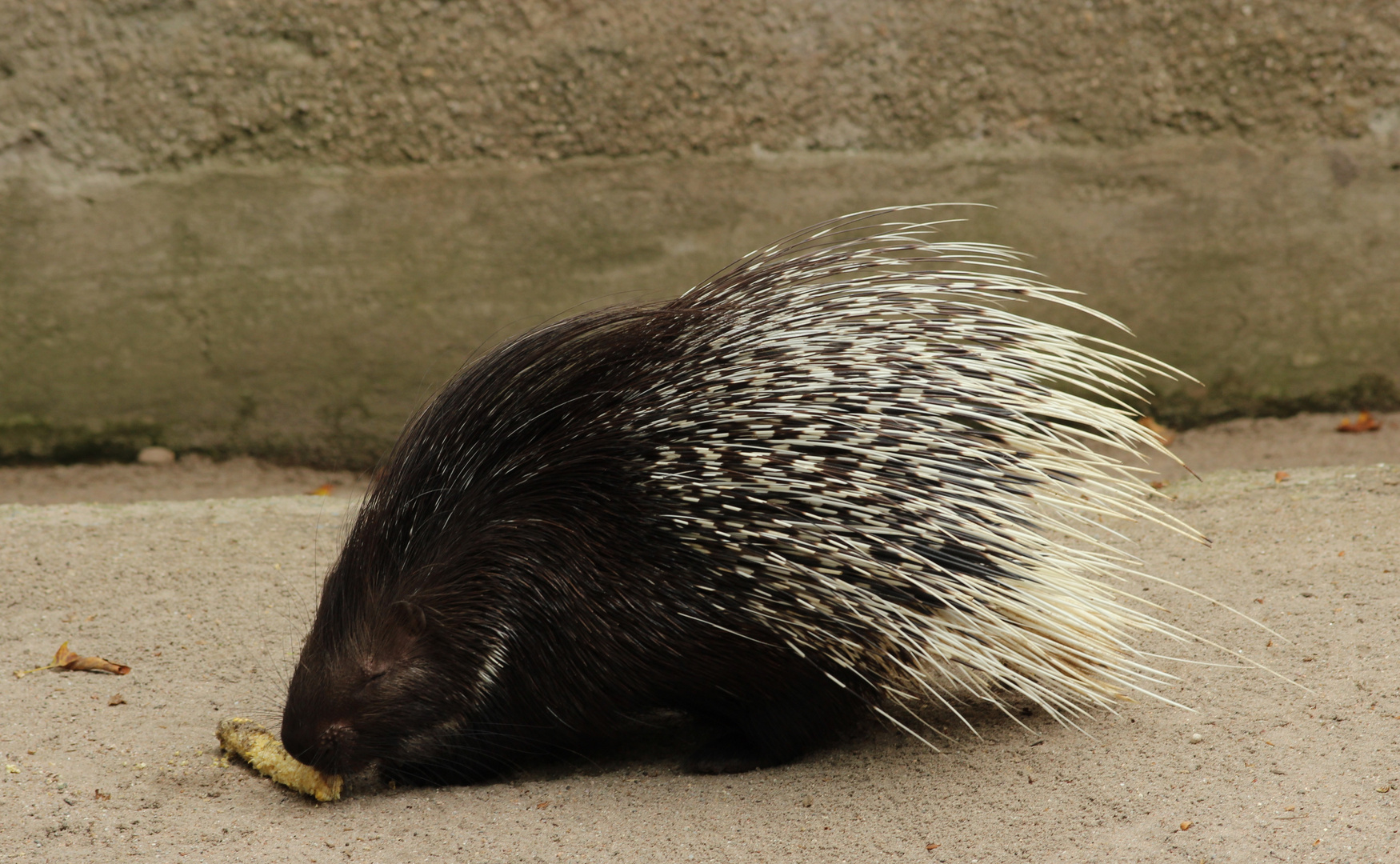 Stachelschwein 1