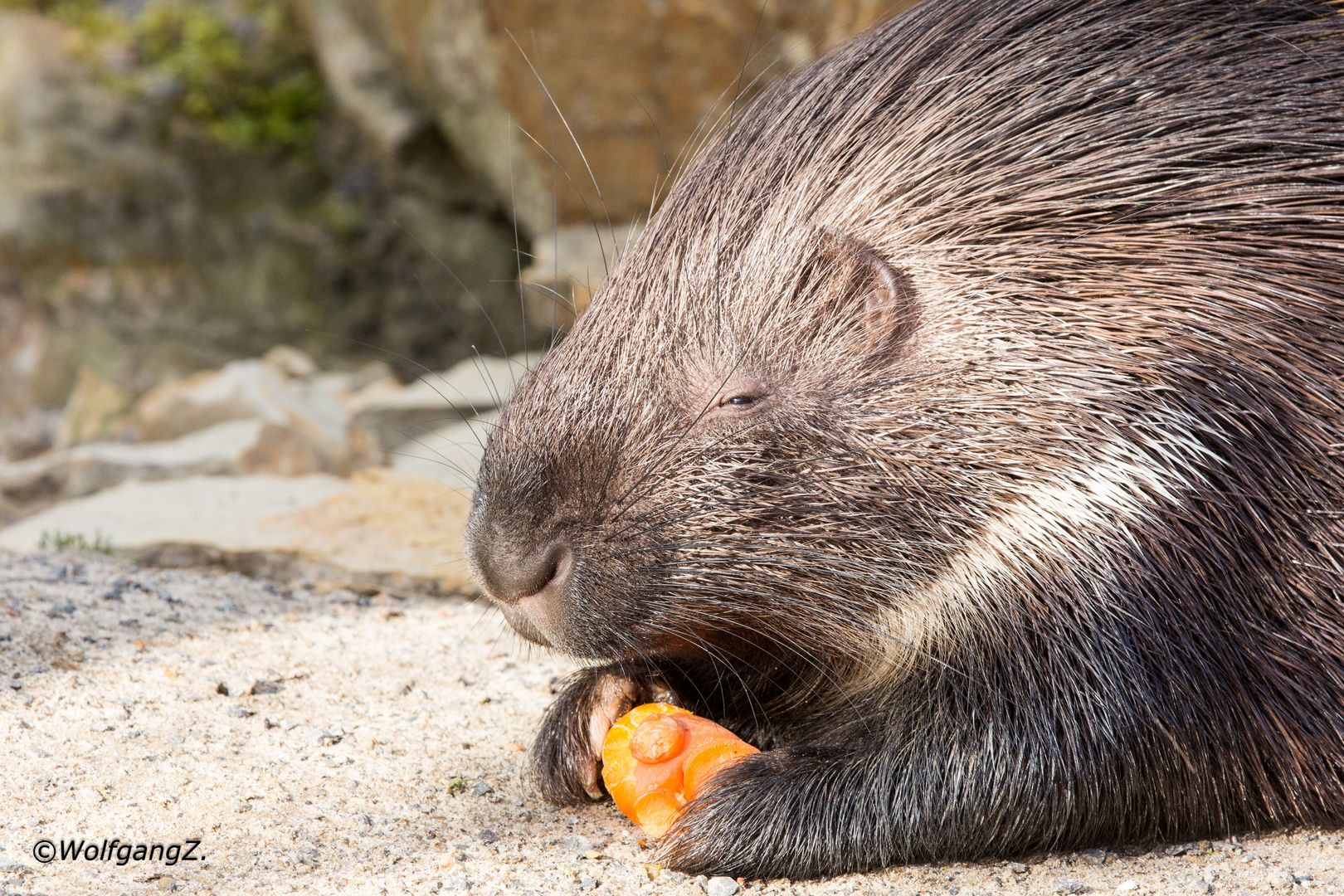 Stachelschwein