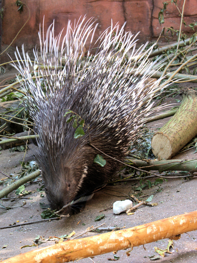 Stachelschwein