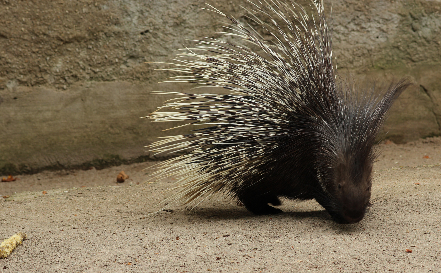 Stachelschwein 2