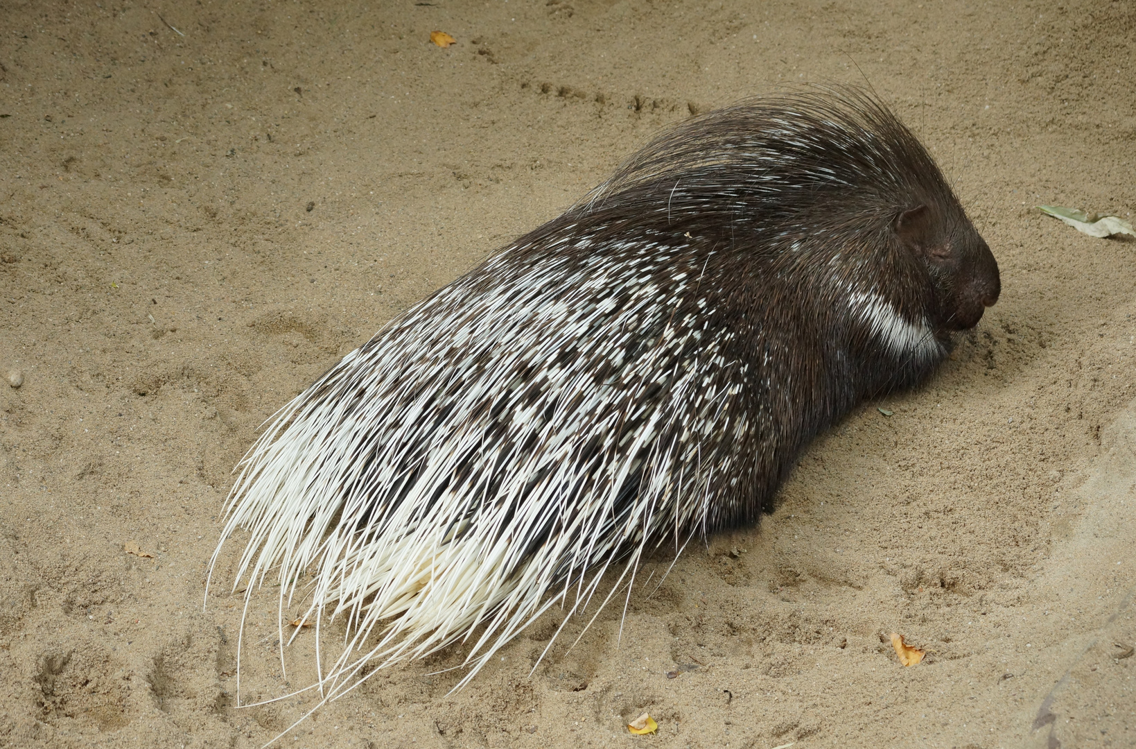 Stachelschwein