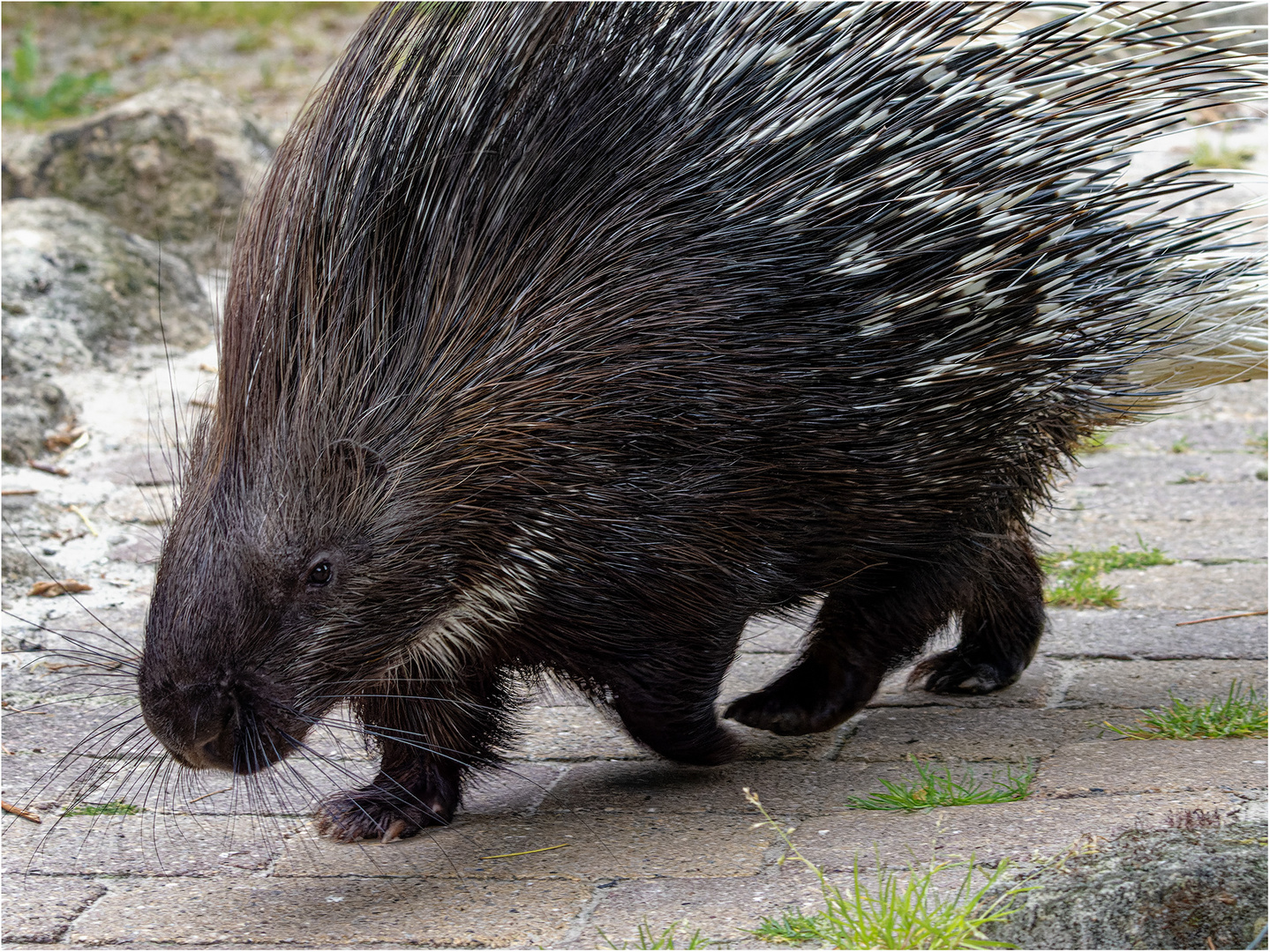 Stachelschwein