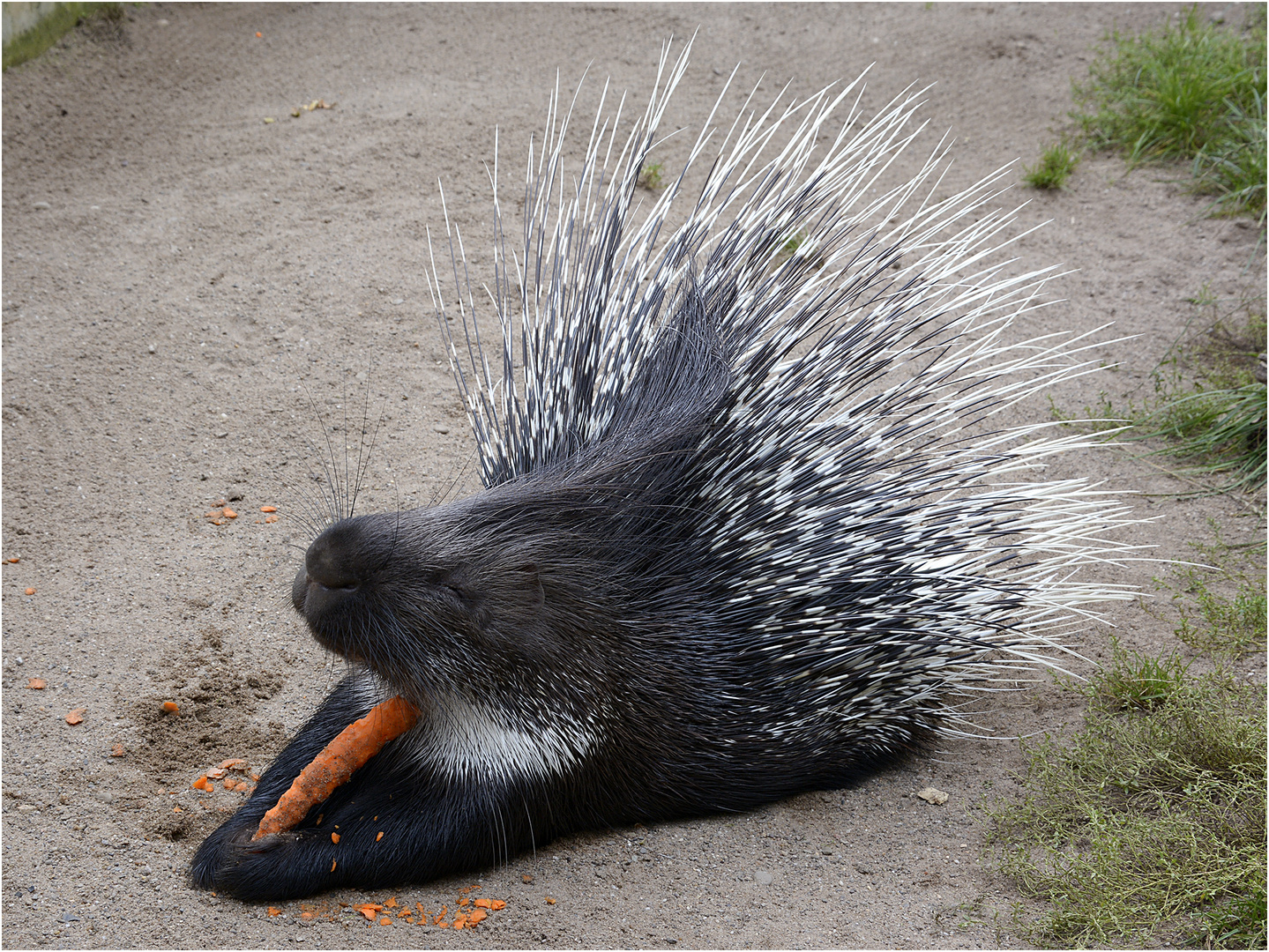 Stachelschwein Foto & Bild | tiere, zoo, wildpark & falknerei ...