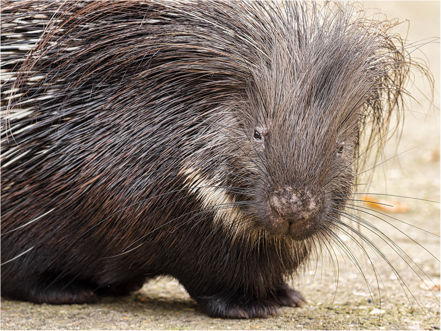 Stachelschwein