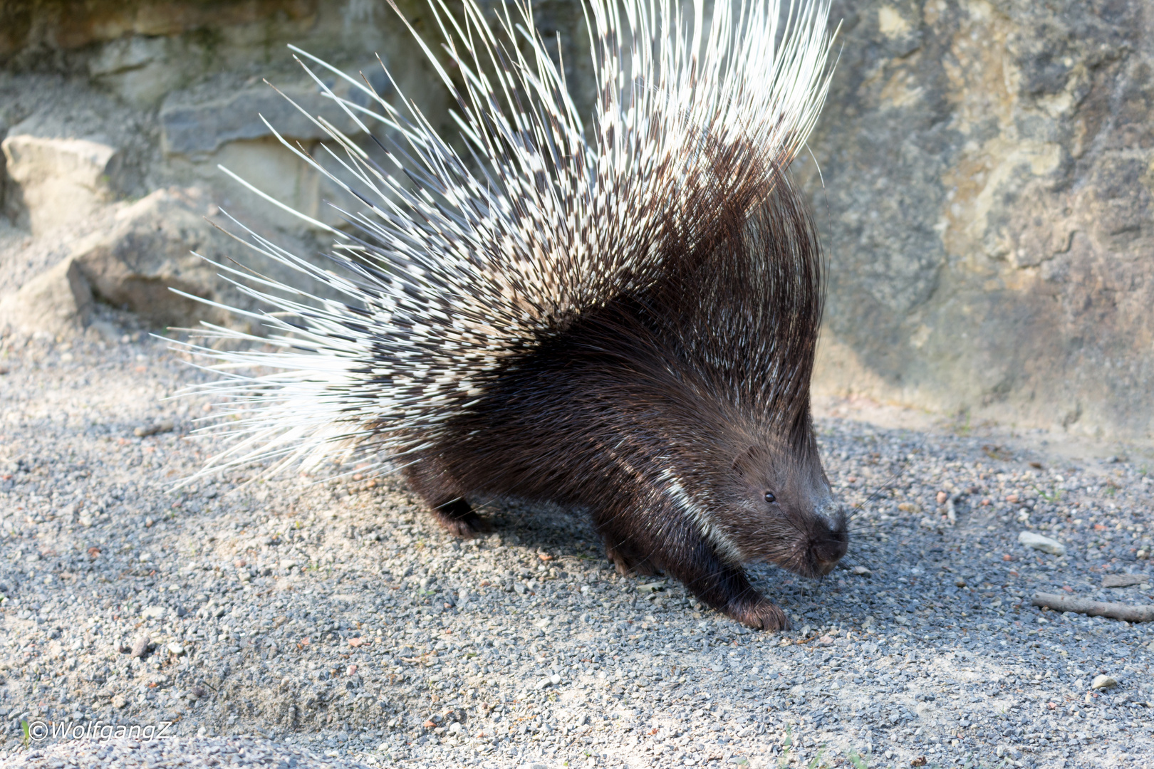 Stachelschwein