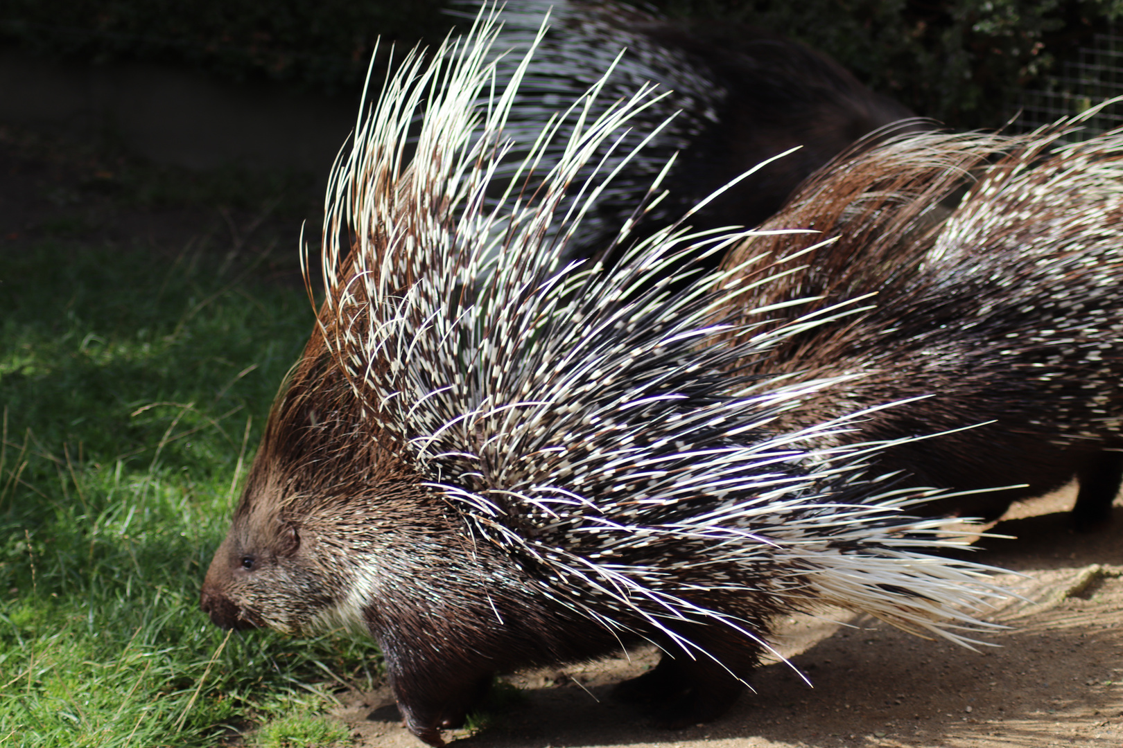 Stachelschwein