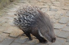 Stachelschwein