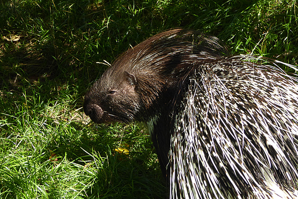 Stachelschwein