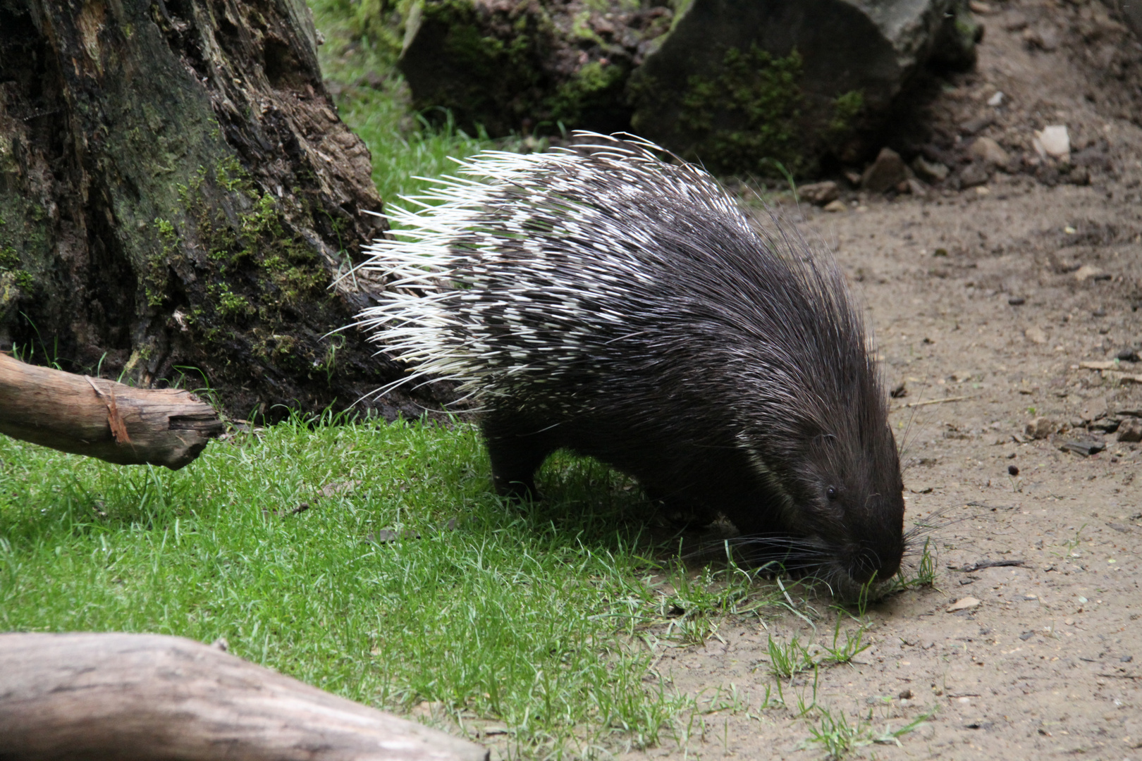 Stachelschwein