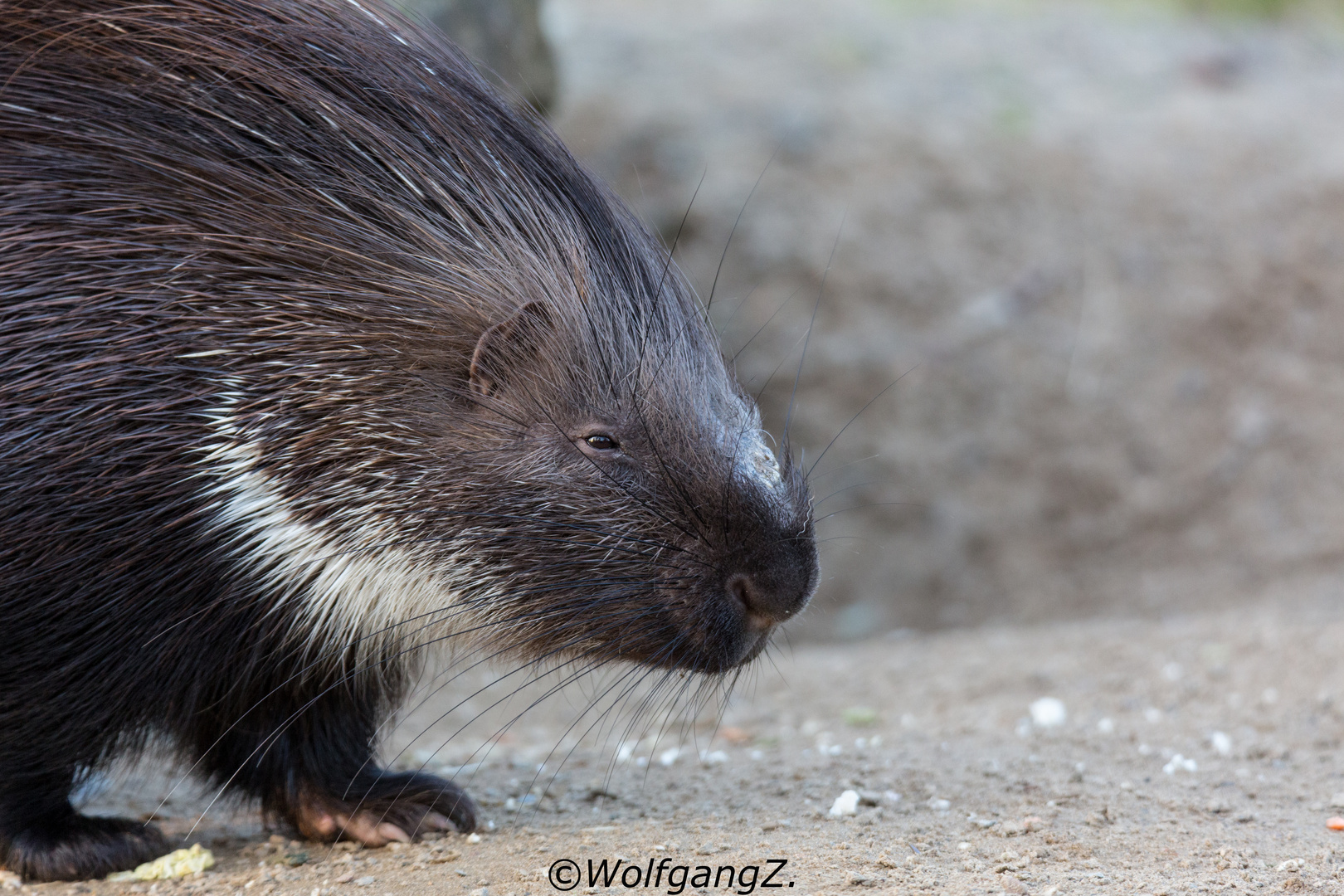 Stachelschwein