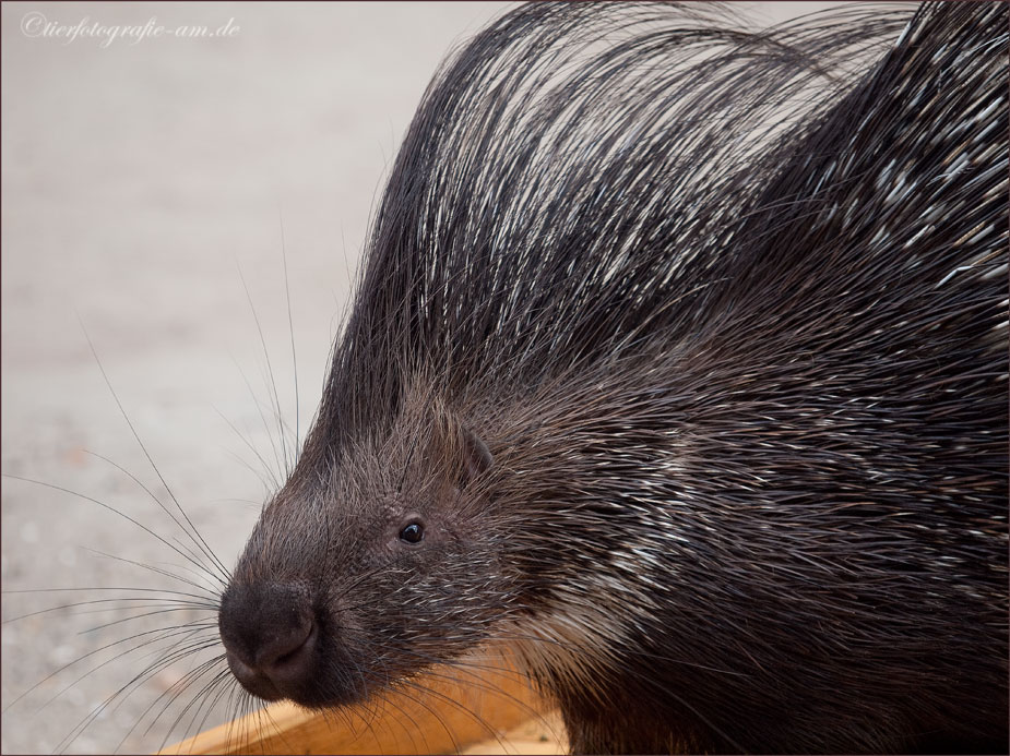 Stachelschwein