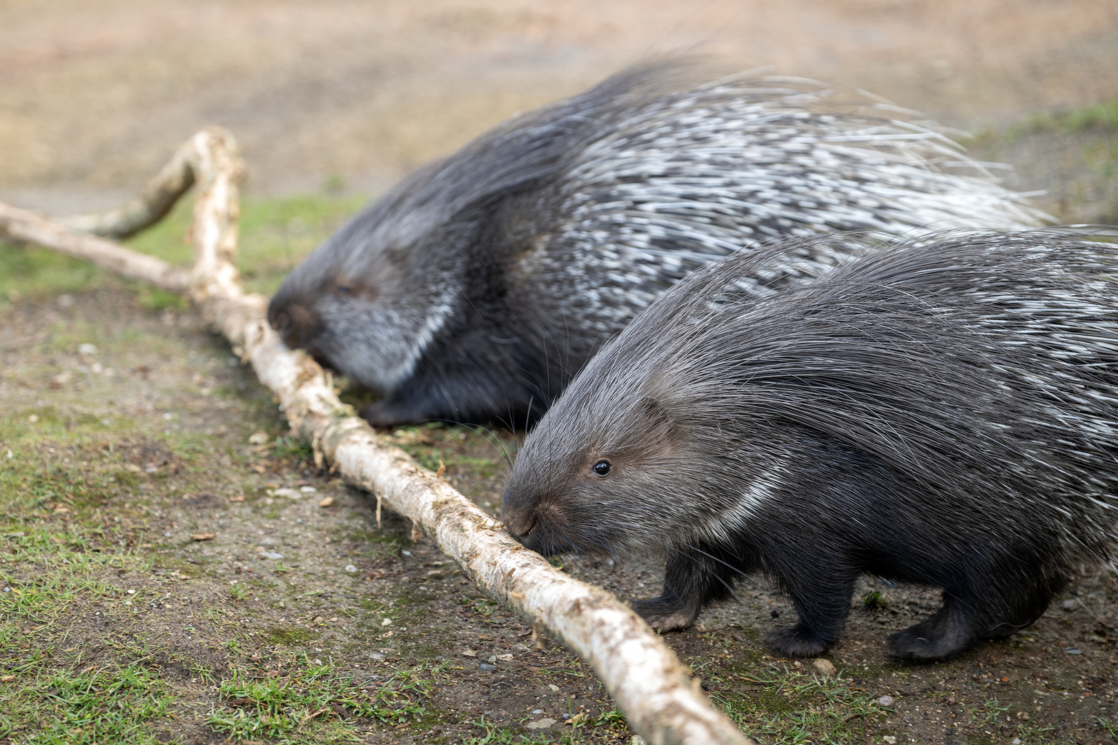 Stachelschwein