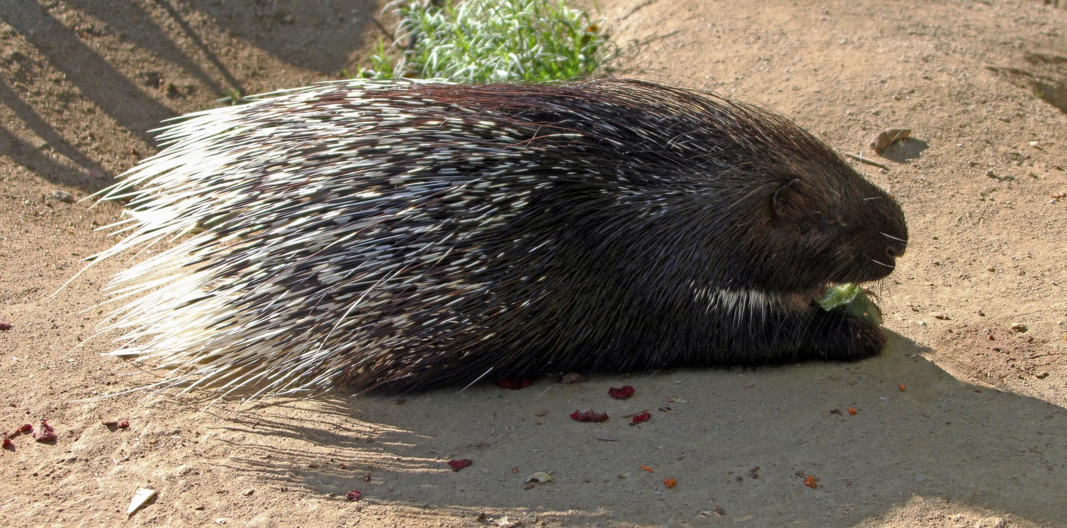 Stachelschwein