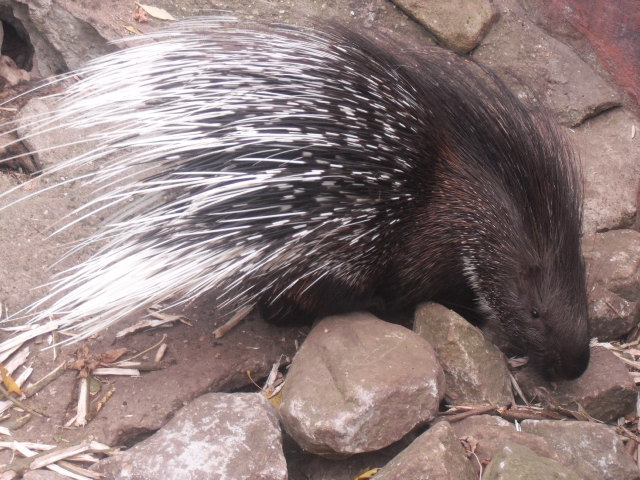 Stachelschwein aus der Zoom Erlebniswelt aus Gelsenkirchen